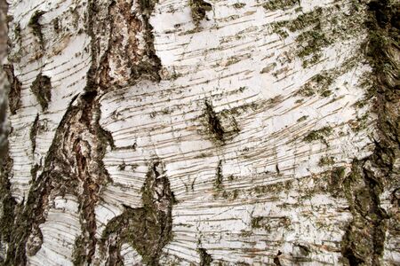 Background texture of birch closeupの写真素材