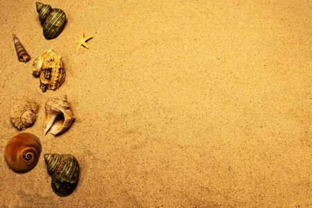 Background of seashells in the sandの写真素材