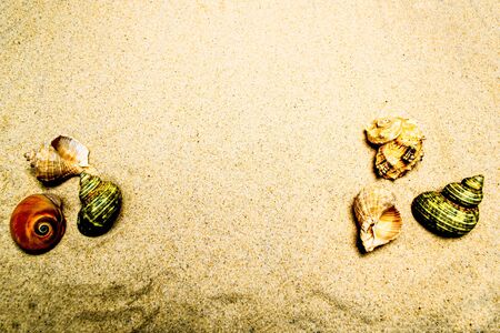 Background of seashells in the sandの写真素材