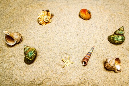 Background of seashells in the sandの写真素材