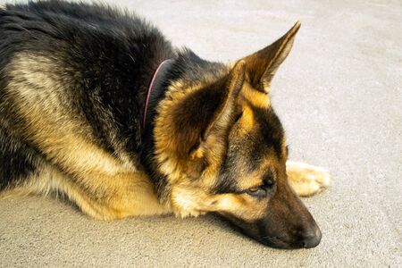 Cheerful perky dog on a gray background. German Shepherd. Cute little face.の写真素材