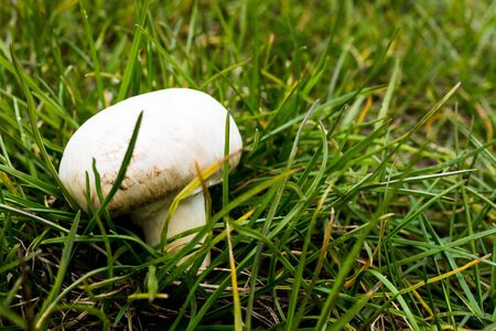 White champignon in green grass close upの写真素材