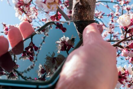Spring flowering apricot, blue sky background, reflection of flowers in the phoneの写真素材