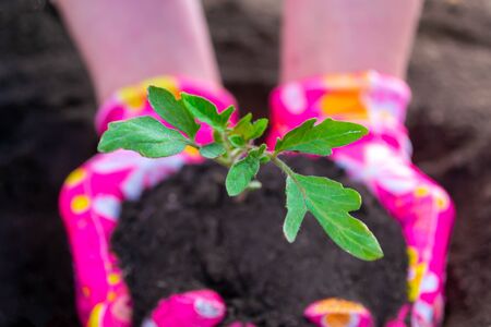Planting tomato seedlings, hands in pink gloves plant a sprout