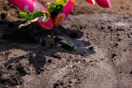 Planting tomato seedlings, hands in pink gloves plant a sproutの写真素材