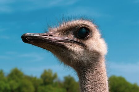 Ostrich against the blue sky. Curious ostrichの写真素材