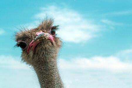 Ostrich against the blue sky. Curious ostrichの写真素材