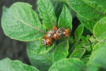 Colorado potato beetle, sitting on a potato foliage on a green background