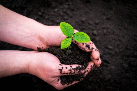 Male hands hold a pomelo sprout. Young plant pomelo in the soil of humus on the background of black...