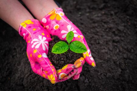 Female hands in pink gloves hold pomelo sprout Young plant pomelo in the soil of humus on the background of black soilの写真素材