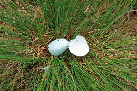broken sparrow egg in the grass close-upの写真素材