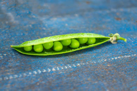 Fresh harvest green pea pods and peas on blue background in a close up view
