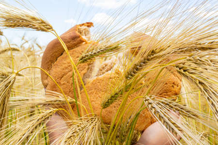 Bread on the background of a wheat field and blue sky