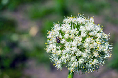 Close-up of green onion seeds in natural environment