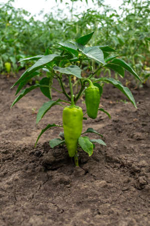 Green peppers on a green bush. Sweet pepper bush in the gardenの写真素材