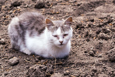 Gray white sick cat sits on black groundの写真素材