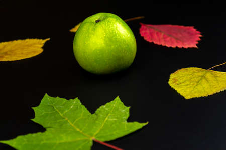 Fresh green apples and autumn leaves on a black background. Fruit. View from above.の写真素材
