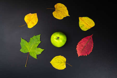 Fresh green apples and autumn leaves on a black background. Fruit. View from above.の写真素材