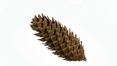 Pine cone close up isolated on white backgroundの写真素材