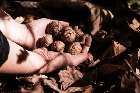 The girl holds walnuts in her hands. Autumn harvest