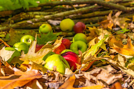 Rustic autumn garden with apple and fall foliage for lifestyle design. Gardening and fall nature concept. Autumn garden background. Close up.の写真素材