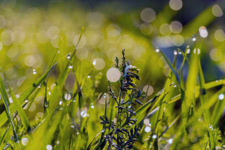 Water drops on green grass Shallow Dof. Morning dew onの写真素材