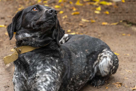 A purebred black and white dog lies on wet ground. Walk and train your hunting dogs.