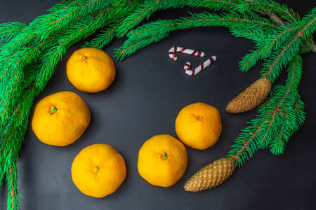 Tangerines and spruce branches on a black background. The scent of the new year. Close-up.の写真素材