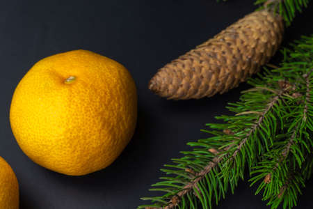 Tangerines and spruce branches on a black background. The scent of the new year. Close-up.の写真素材