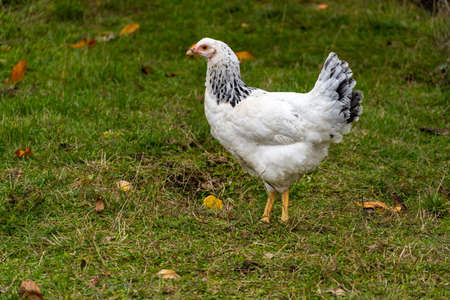White hen in wildlife on the background of green pasture