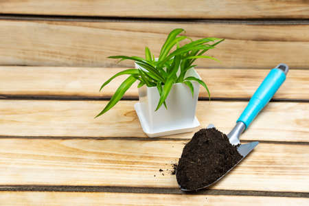 Small hand shovel with soil and a white flowerpot with a flower on a wooden background. Gardening...