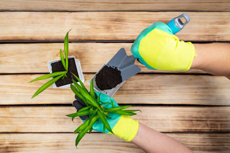 A woman in green gardening gloves plants sprouts of flowers in flowerpots on a wooden background....