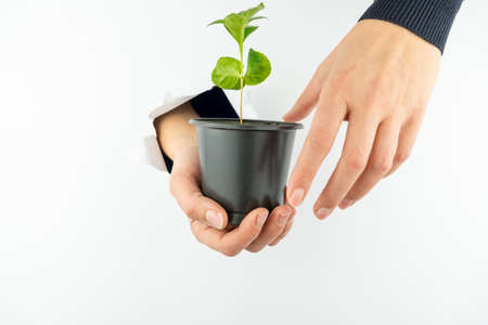 A woman's hand holds a pot of coffee through a hole in the white wall, while the other reaches for...