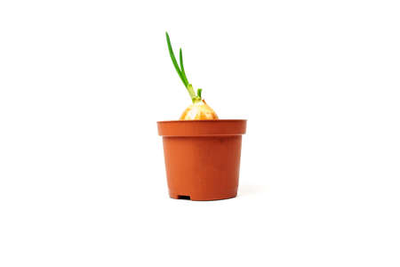 Onion with fresh sprouts growing in a flower pot isolated on white background. New life concept