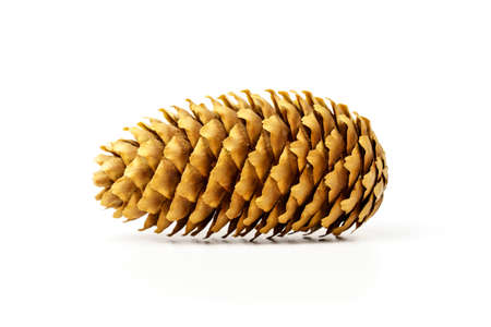 Pine cone isolated on white background. Inflorescence and fruit of conifers