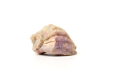 Side view of a Rapana Seashell isolated on a white background. Marine animals