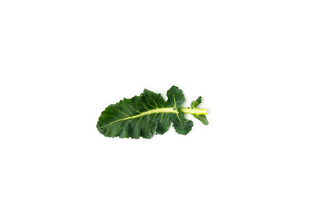 Green broccoli leaf isolated on white background