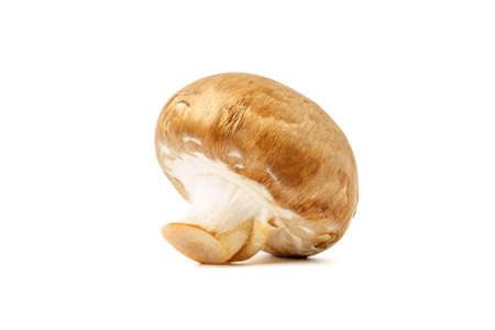 Brown mushroom isolated on white background. Royal champignonの写真素材