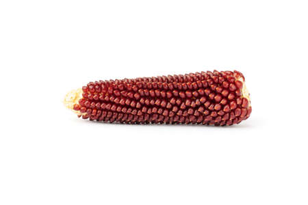 Fresh red corn isolated on white background. Popcorn maize