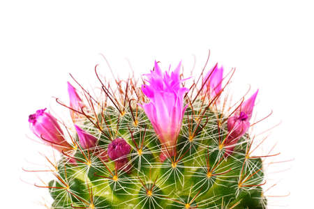Close up of cactus flower isolated on white backgroundの写真素材