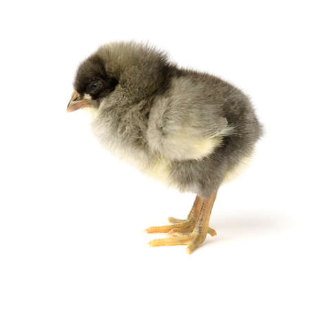 small gray chicken isolated on white background. domestic hen cubの写真素材