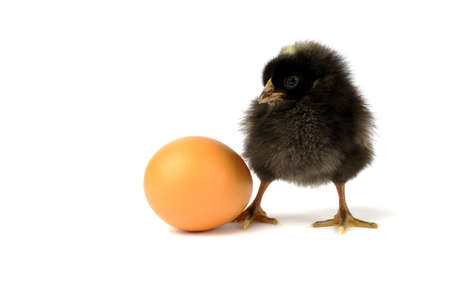 small black chicken and egg isolated on white background. the concept of the birth of a new lifeの写真素材