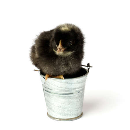little chicken in a bucket isolated on a white background. black hen is sitting in an iron bucket. easter moodの写真素材