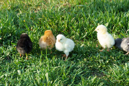 Close-up of a group of chickens in the grass. Newborn chickens outdoors in the meadow
