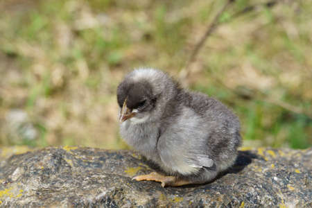 little chicken sits on a log against a background of green grass, copy spaceの写真素材