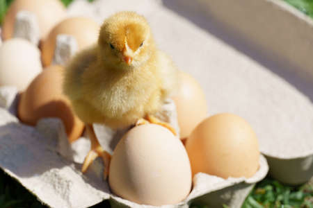little chick sits in a tray with eggs on a background of green grass. a chick hatched from an egg....