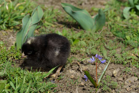 small chicken in the garden among the flowers. close-up of a black chick in natureの写真素材