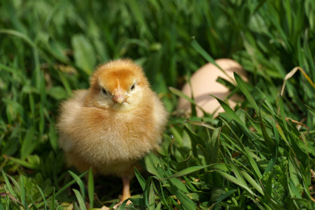 little chicken and hen's egg in green grass in nature outdoors. banner.の写真素材