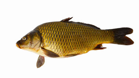 big carp isolated on white background. freshwater fish. view from aboveの写真素材