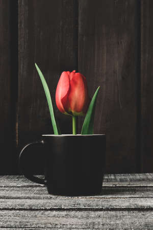 red tulip stands in a cup on a dark wooden background,